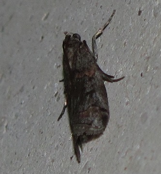 Altra piccola falena da ID - Pempelia palumbella, Pyralidae